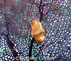 Flamingo Tongue seen April 2007 in Isla Mujeres.  Photo t... by Bonnie Conley 